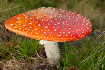 Fliegenpilz (Amanita muscaria)