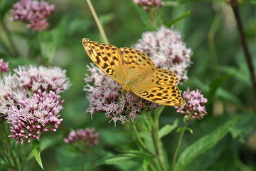 butterfly6