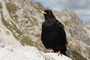 Alpendohle, Alpine Chough, Pyrrhocorax graculus
