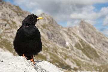 Alpendohle, Alpine Chough, Pyrrhocorax graculus