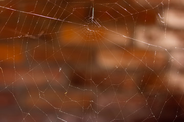 Cobweb