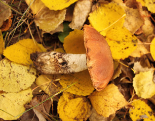 mushroom with red hat