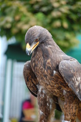 Adler