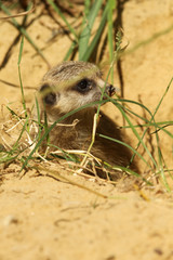 Baby meerkat