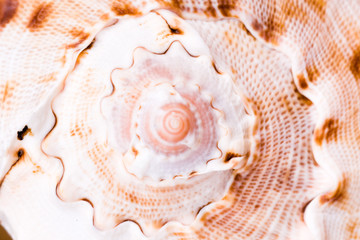 sea shell closeup