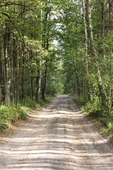 forest road
