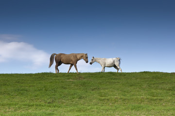 Obraz na płótnie Canvas two horses
