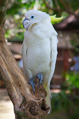 cockatoo