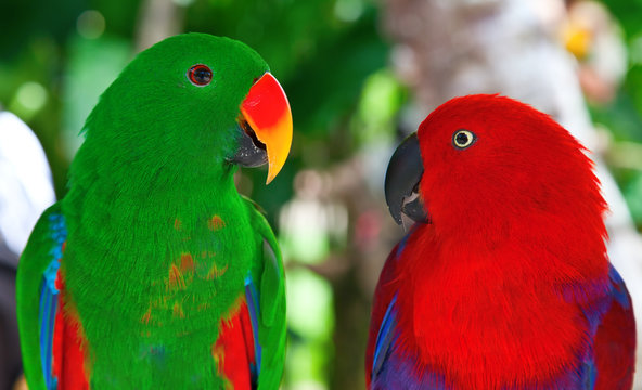 Pair of lori parrots