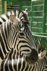zebra
