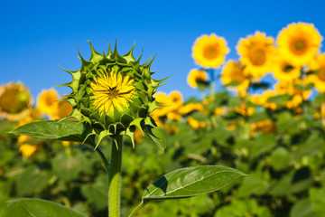 Young Sunflower in the Bulgarian Countryside