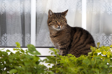 Kater