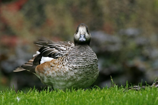 Baune Ente, Duck