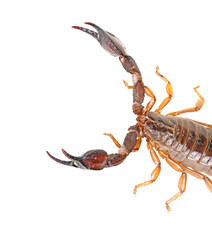 Scorpion isolated on white background