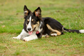 Bordercollie in der Heide
