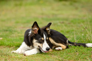 Bordercollie in der Heide