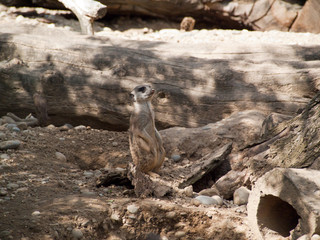 Obraz premium Suricate
