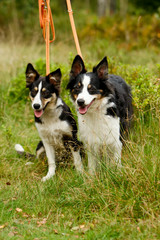 Bordercollie an der Leine