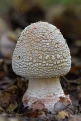 Young Flaky Puffball macro portrait