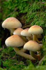 Small Conifer Tuft Group