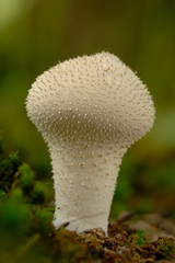 Young Pestle Puffball macro portarit