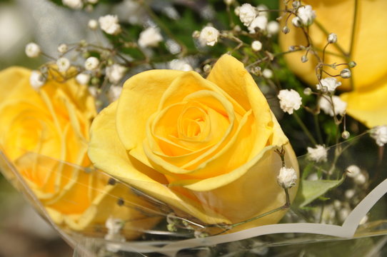 rose jaune