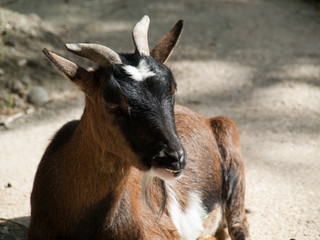 Petite chèvre