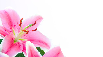 Fototapeta na wymiar Lily flower with copyspace on white background