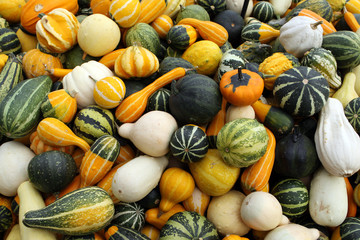 Mixed Pumpkins
