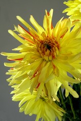 yellow dahlia
