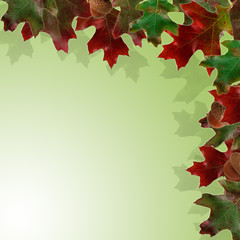 Autumn leaves on white background on border of photo