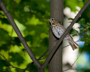 Song Thrush, Turdus philomelos