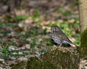 Song Thrush, Turdus philomelos