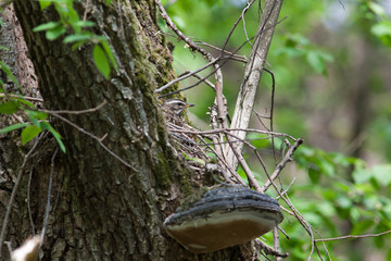 Turdus iliacus, Redwing