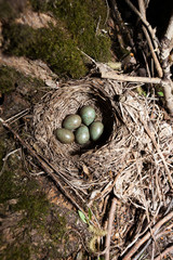 Turdus iliacus, Redwing