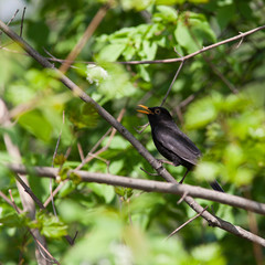 Turdus merula, Blackbird