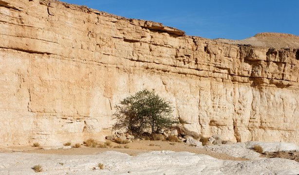 Acacia tree in the desert canyon