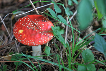 Fliegenpilz