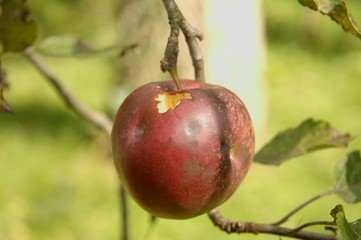 angefressener Apfel