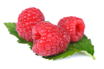 Rubus idaeus - Himbeere
