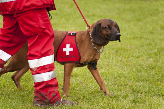 Rettungshund
