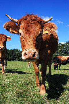 Inquisitive Limousin Cow