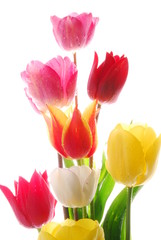 tulip flowrs