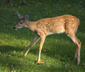 fawn on the grass