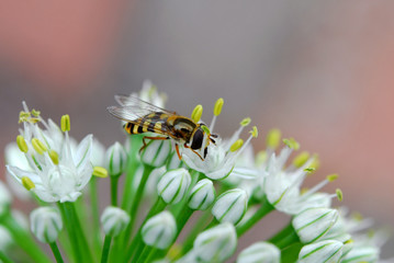 bee on flower