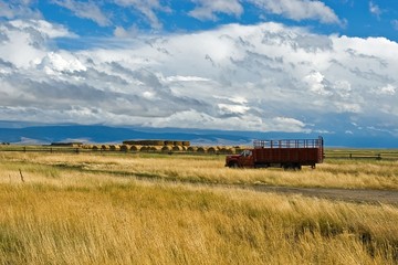 Cattle Truck
