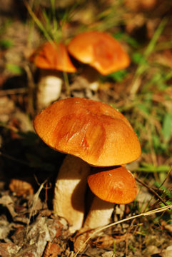 orange mushrooms