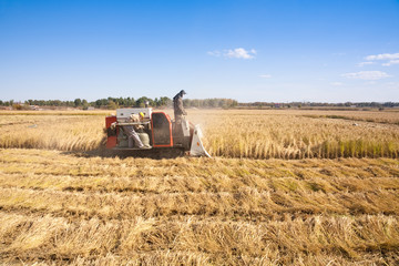 Obraz premium Farm worker cutting rice