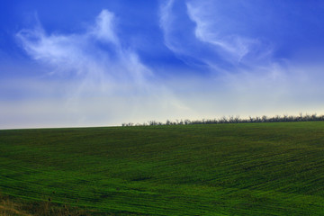 Fototapeta na wymiar The green field and white clouds