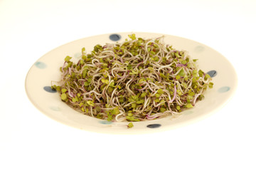 China Rose Radish